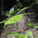 Walking Guided Tour in Monteverde Reserve - Practical Details and Considerations