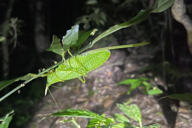 Walking Guided Tour in Monteverde Reserve - Practical Details and Considerations