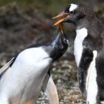 Walking with the Penguins in Falkland Islands at Berthas Beach - Who Is This Tour Best For?