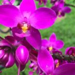 Welchman Hall Gully, Huntes Garden and Peg Farm Family Day - Why This Tour Works for You