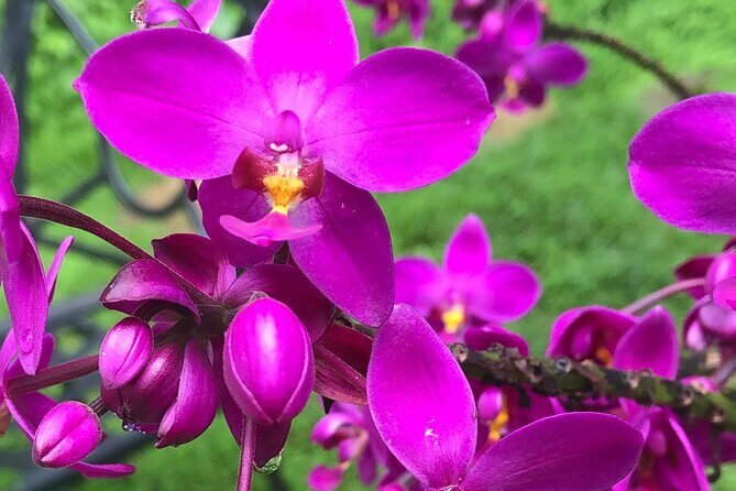 Welchman Hall Gully, Huntes Garden and Peg Farm Family Day - Why This Tour Works for You