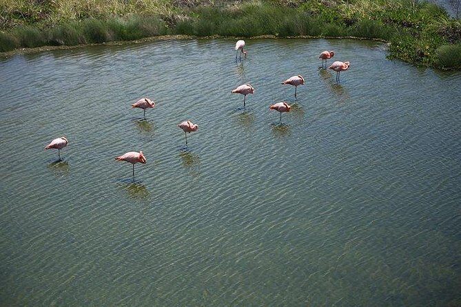 Wetlands Tour with Wall of Tears from Isabela Island - Who Would Enjoy This Tour?