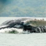 Whale and Dolphin Tour July -October 2025 - FAQ