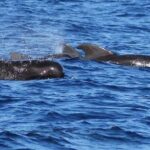 Whale and Dolphin Watching Cruise in St Lucia - Final Thoughts