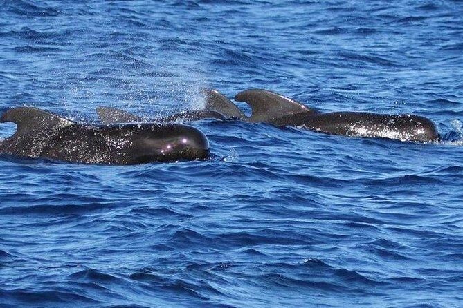 Whale and Dolphin Watching Cruise in St Lucia - Final Thoughts