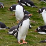 Whale Point to See Penguins and Elephant Seals - An In-Depth Look at the Whale Point to See Penguins and Elephant Seals Tour