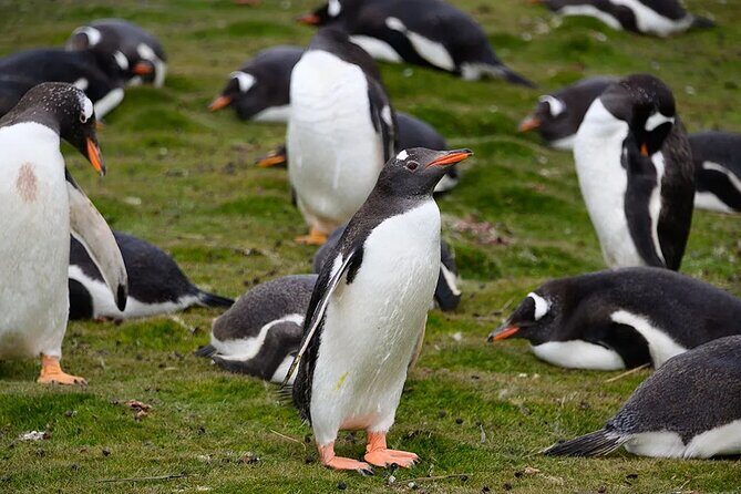 Whale Point to See Penguins and Elephant Seals - An In-Depth Look at the Whale Point to See Penguins and Elephant Seals Tour
