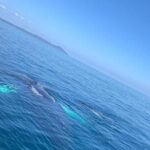 Whale watch tour from Santo Domingo with Bacardi Island and lunch included - FAQ