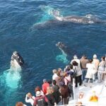 Whale Watching 2026 from Punta Cana - Full Day - Why This Tour Offers Great Value