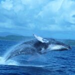 Whale Watching and Bacardi Island day trip from Punta Cana - Summary