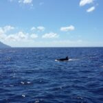 Whale Watching and Dolphin Spotting Cruise - Who Would Love This Tour?