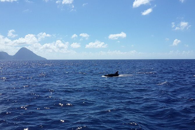 Whale Watching and Dolphin Spotting Cruise - Who Would Love This Tour?