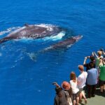 Whale Watching and Waterfalls in Samana Province - Island Escape: Cayo Levantado