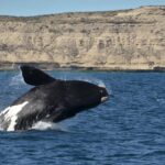 Whale Watching Boat - In-Depth Review of the Whale Watching Experience
