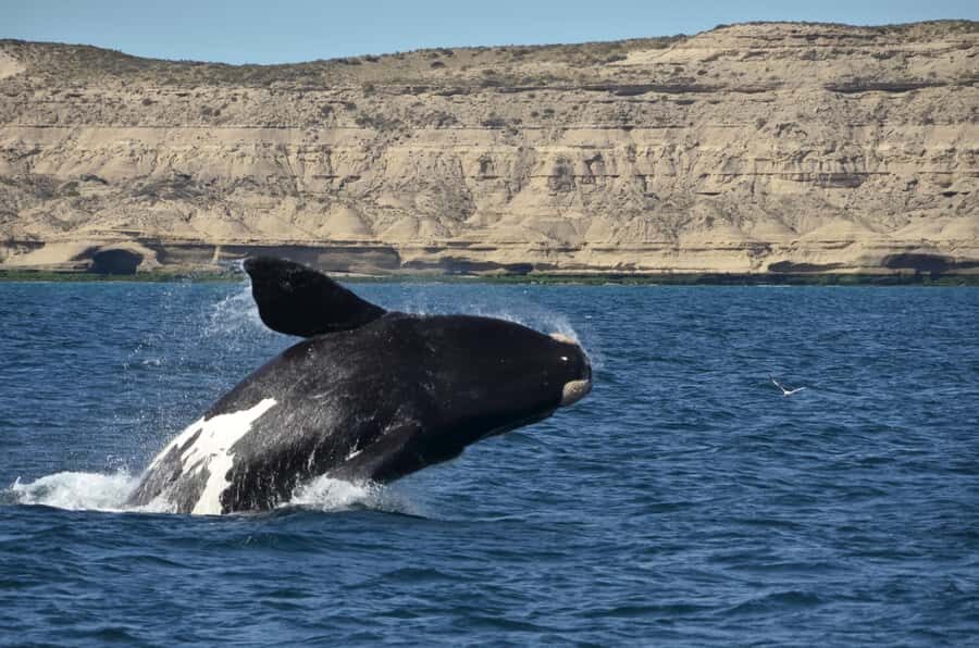 Whale Watching Boat - In-Depth Review of the Whale Watching Experience