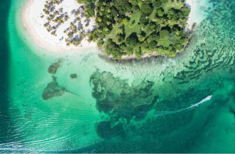 Whale Watching + Cayo Levantado - A Detailed Look at the Tour Experience