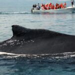 Whale Watching, Cayo Levantado and Limón Waterfall in Samaná - Practical Details and What to Expect