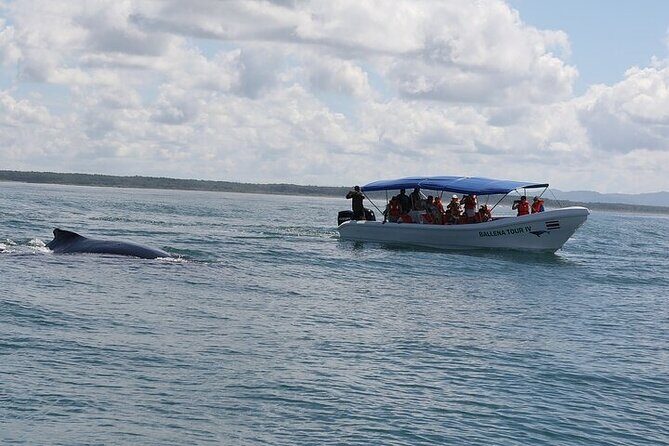 Whale watching Combo Tour Marino Ballena National Park (mid day) - Who Should Consider This Tour?