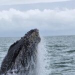 Whale Watching Experience Marino Ballena National Park - Authentic Feedback from Travelers