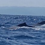 Whale Watching in Samana - Detailed Breakdown of the Itinerary