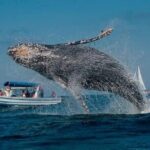 Whale Watching in Samaná Bay + Bacardi Island Beach- Full DayTrip - Real Experiences: What Travelers Say