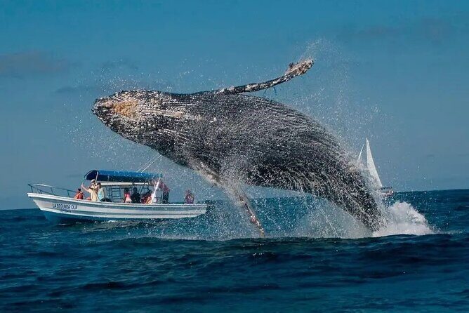 Whale Watching in Samaná Bay + Bacardi Island Beach- Full DayTrip - Real Experiences: What Travelers Say