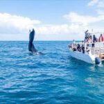 Whale Watching in Samana Bay from Las Terrenas - Who Should Consider This Tour?