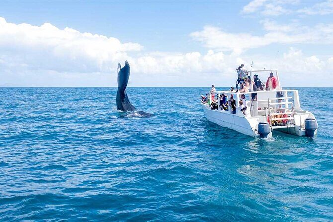 Whale Watching in Samana Bay from Las Terrenas - Who Should Consider This Tour?
