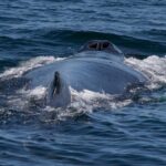 Whale Watching in Samana with Boat Tour - Authentic Experiences and Honest Insights