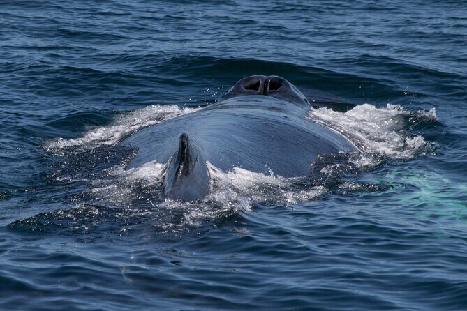 Whale Watching in Samana with Boat Tour - Authentic Experiences and Honest Insights