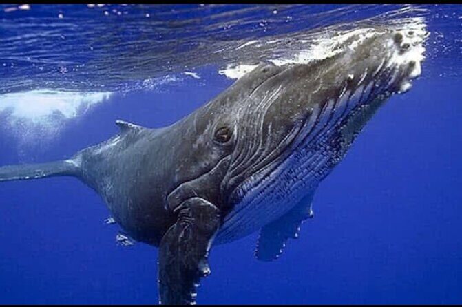 Whale watching more fell up - Who Will Love This Tour?