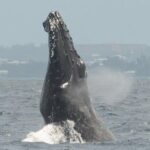 Whale Watching on Coral Princess in Bermuda - Final Thoughts: Is It Worth It?