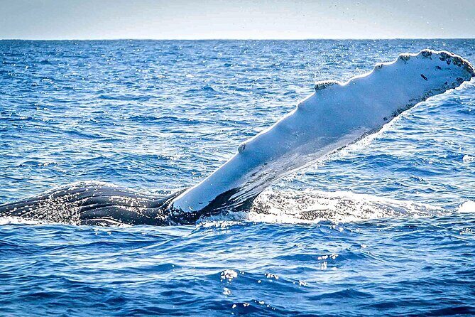 Whale Watching on Sundeck in Bermuda - Final Thoughts: Is This Tour Worth It?