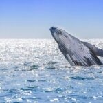 Whale Watching Tour in Samana Bay from Las Terrenas - Final Thoughts: Who Will Enjoy This Tour?