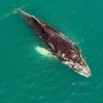 Whale Watching with Snorkeling and Fishing in Puerto Jiménez - Authentic, Expert-Led Experiences