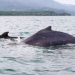 Whales and Dolphins watching Tour From Uvita - The Pros and Cons: Making Your Decision