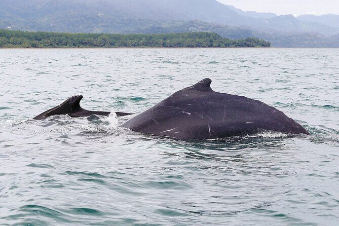 Whales and Dolphins watching Tour From Uvita - The Pros and Cons: Making Your Decision