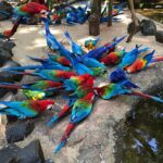 Wild Adventure: Explore the Enchanting Bird Park! (VIP) - Who Should Consider This Tour?