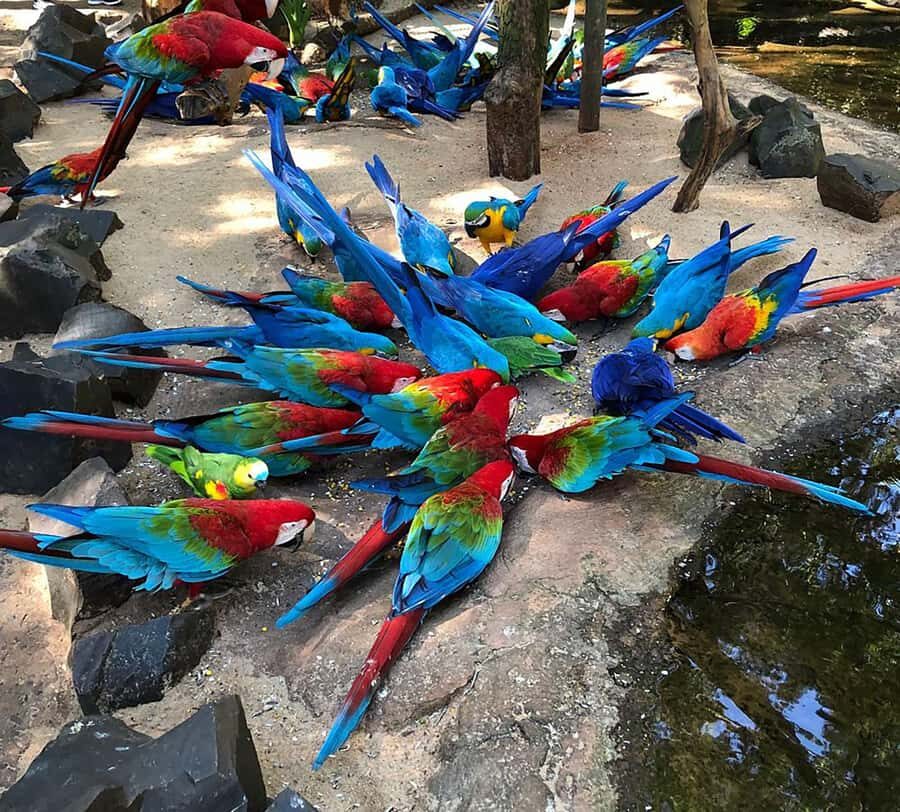 Wild Adventure: Explore the Enchanting Bird Park! (VIP) - Who Should Consider This Tour?