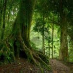 Wild Amazonas Adventure 4-Day Tour - Transportation, Accommodations, and Practical Details