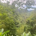 Wild Immersion: Hiking in the Heart of the Rainforest - Why This Tour Stands Out