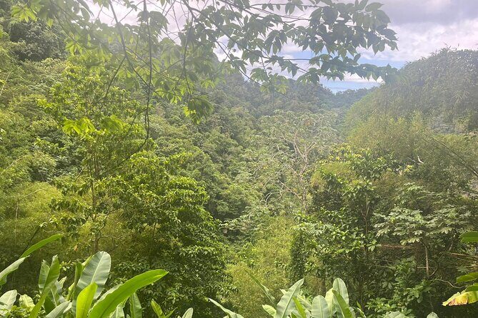 Wild Immersion: Hiking in the Heart of the Rainforest - Why This Tour Stands Out