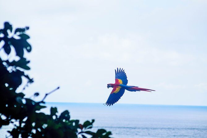 Wild Macaws Tours in Punta Islita from Playa Samara - Frequently Asked Questions