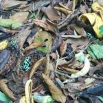 Wild, Sweet and Refreshing: A Tour of Cahuita, Bri-Bri and Ma-Cu - Exploring the Itinerary in Detail