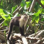 Wildlife boat tour at Gatun Lake and Embera Indian Village - Who Should Consider This Tour?