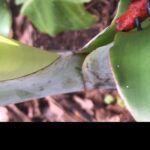 Wildlife rainforest Hiking sloth & Chocolate -Coffee tour - The Realities: What Travelers Say