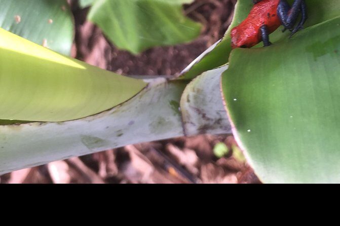 Wildlife rainforest Hiking sloth & Chocolate -Coffee tour - The Realities: What Travelers Say