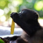 Wildlife Rescue Center Tour in Costa Rica - Final Thoughts: Is This the Right Experience for You?