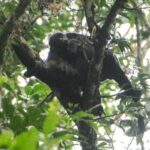 Wildlife Safari Float by Kayak in Peñas Blancas River from Arenal - What to Expect During the Tour