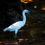 Wildlife Tour at Palo Verde National Park - Summary of the Experience